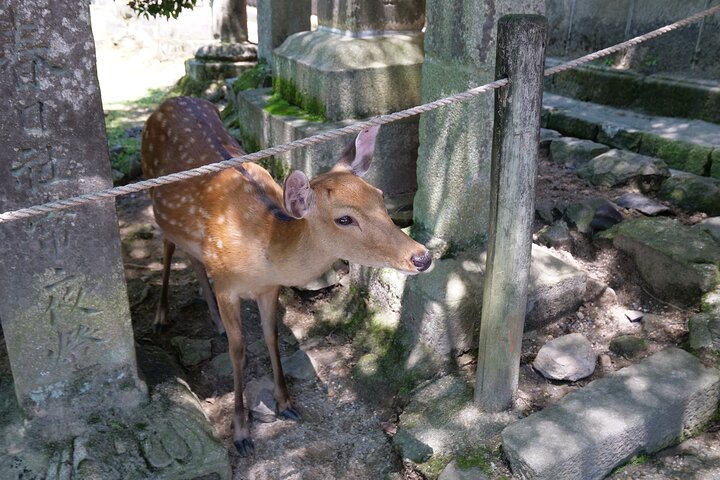 Tour a piedi di mezza giornata a Nara (opzione privata disponibile)