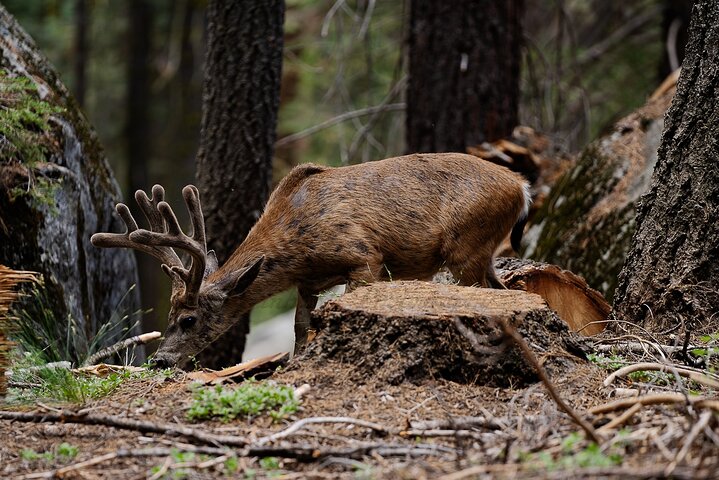 Randonnée au cœur de la forêt géante