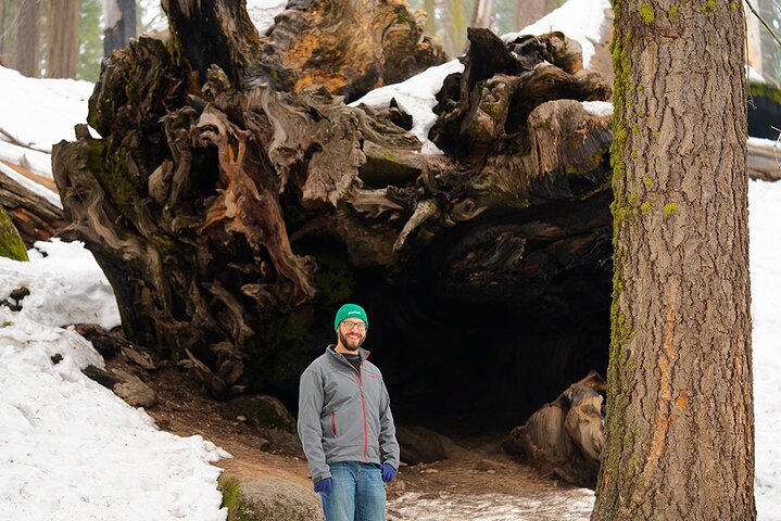 Randonnée au cœur de la forêt géante