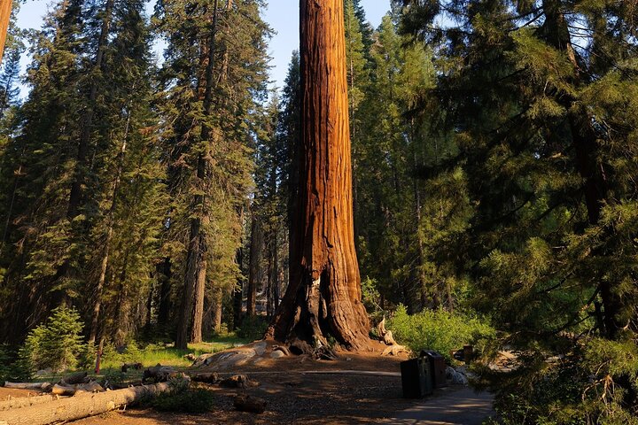Randonnée au cœur de la forêt géante