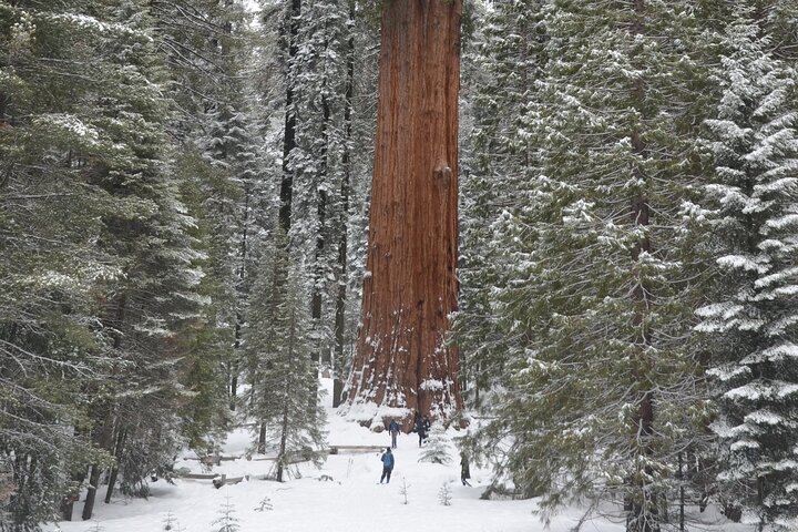 Randonnée au cœur de la forêt géante