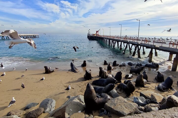 Un tour privado completo de Valparaíso desde Santiago (estándar)
