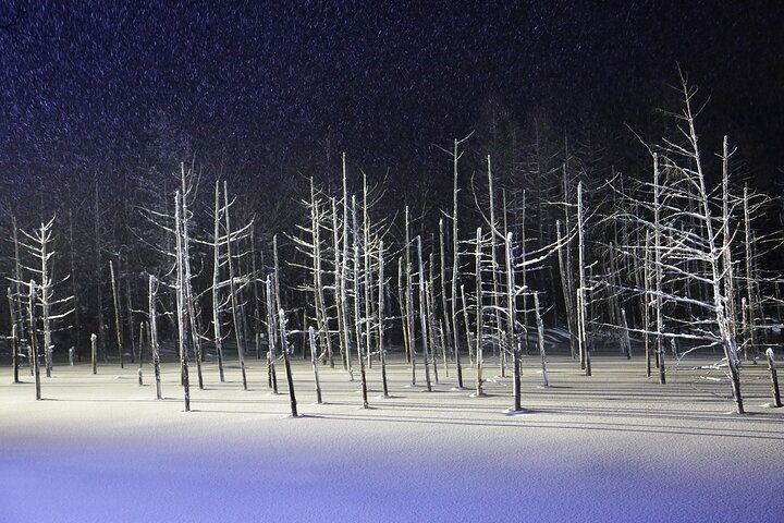 【Private Car】Asahiyama Zoo, Blue Pond, Shirahige Falls, Ningle Terrace (from Sapporo)