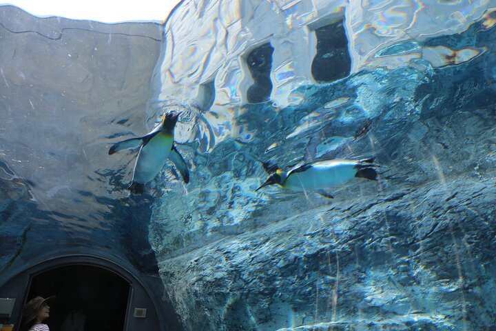 【Private Car】Asahiyama Zoo, Blue Pond, Shirahige Falls, Ningle Terrace (from Sapporo)