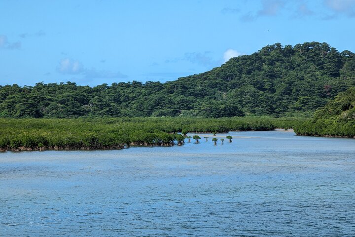 Okinawa Iriomote SUP or Canoe and Sightseeing in Yubujima Island