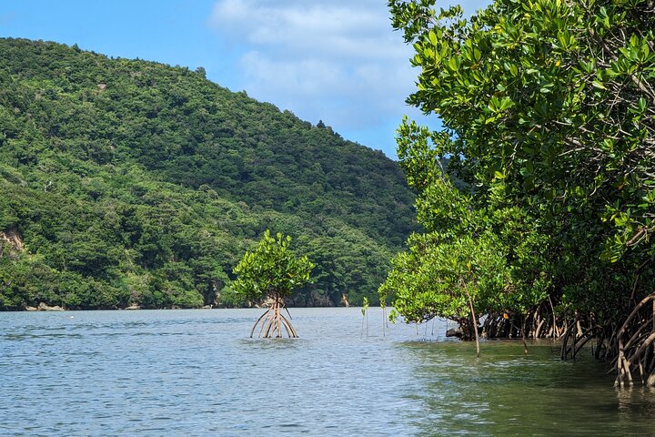 Okinawa Iriomote SUP or Canoe and Sightseeing in Yubujima Island