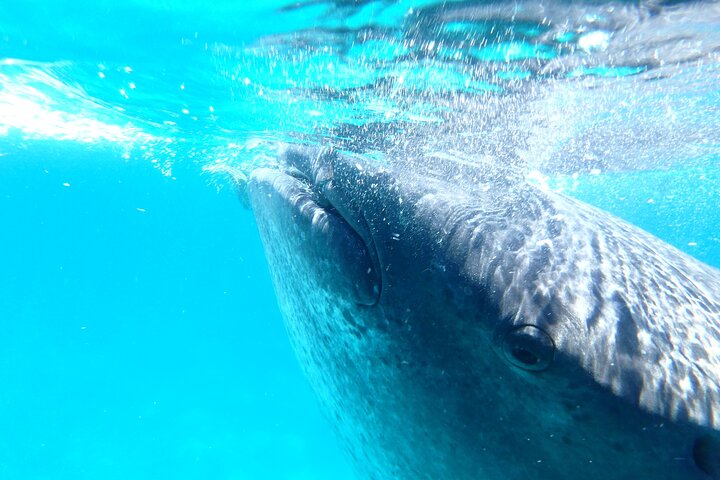 Da Cebu : Oslob Whale Shark Swimming & Moalboal Sardine Run Tour