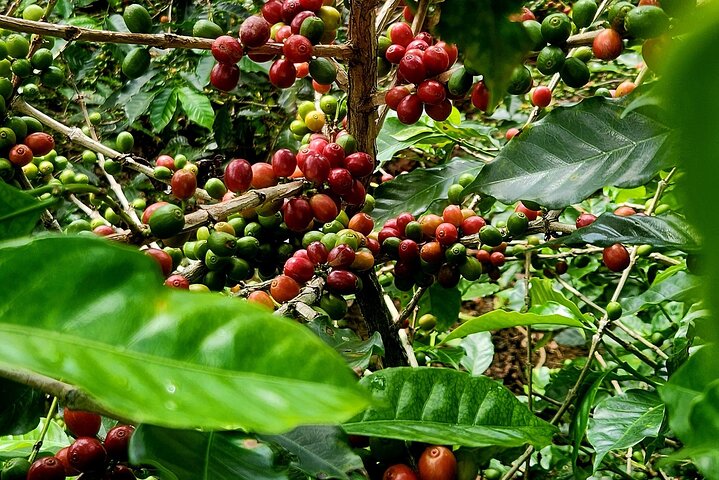 Expérience d'une journée complète sur le volcan Poas, les jardins de la cascade de La Paz et la plantation de café