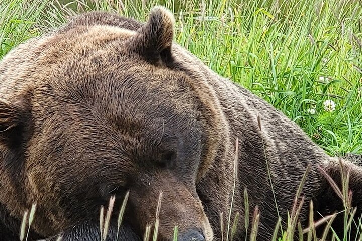 Seward to Anchorage Trasferimento in crociera e tour della fauna selvatica