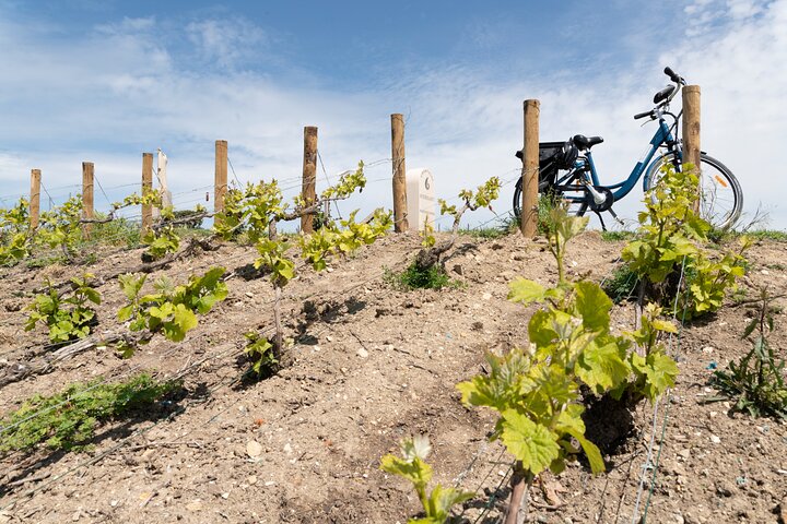 Da Reims pomeriggio tour in e-bike, visita e degustazioni di champagne