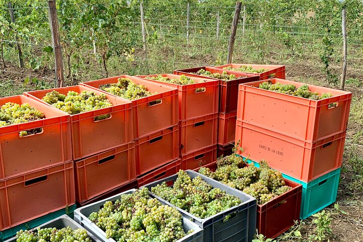 Epikureische Entdeckungstour mit Wein und lokalen Spezialitäten