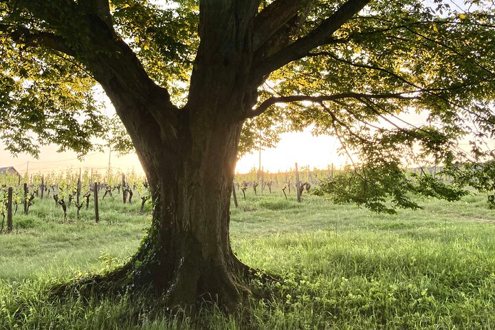 Epikureische Entdeckungstour mit Wein und lokalen Spezialitäten
