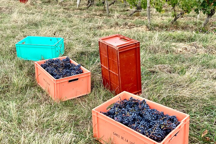 Epikureische Entdeckungstour mit Wein und lokalen Spezialitäten