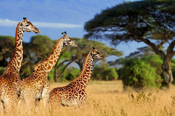 Nairobi National Museum, Giraffe Center und Bomas Kenia Führung