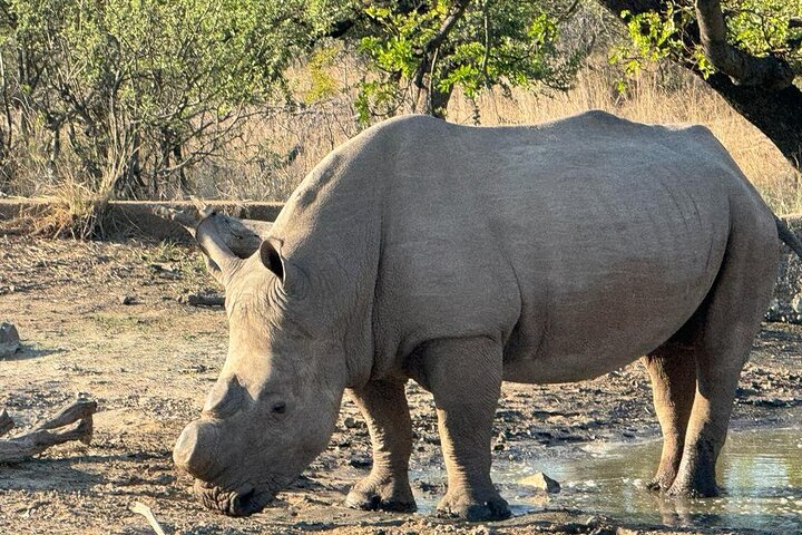 Fantastisk Safari på Game Reserve i Kapstaden - se Big5