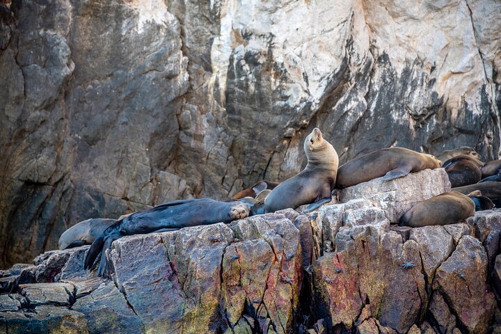 Espíritu Santo Island Snorkel med Sea Lions og Balandra Beach