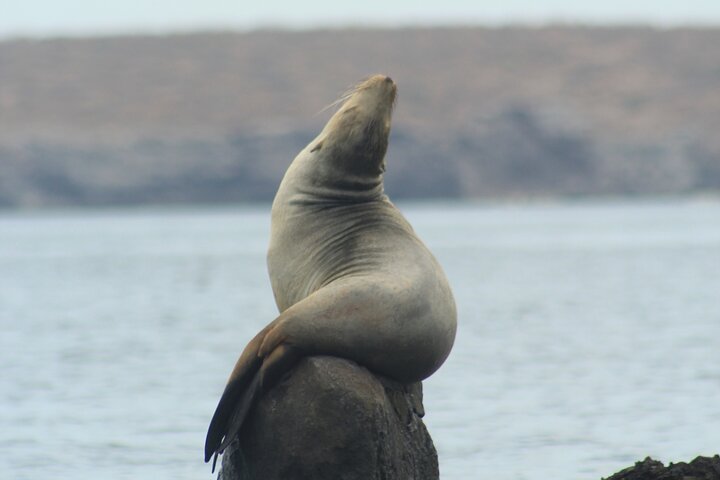 Espíritu Santo Island Snorkel med Sea Lions og Balandra Beach