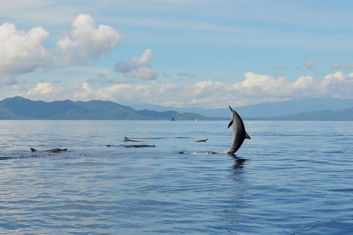 Dolfijnen spotten en snorkelen in Bunaken inclusief lunch