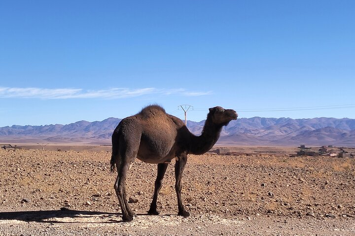 Senderismo por el Valle de las Rosas y el Dades, Marruecos