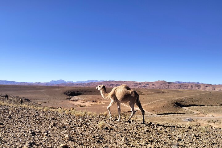 Senderismo por el Valle de las Rosas y el Dades, Marruecos