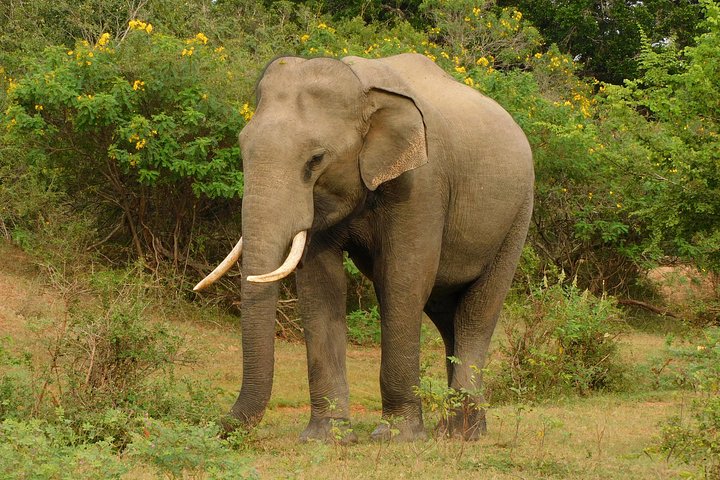 Udawalawa Safari & Olifantenweeshuis Tour vanuit de haven van Hambantota