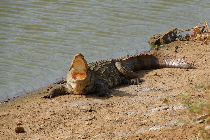 Udawalawa Safari & Olifantenweeshuis Tour vanuit de haven van Hambantota