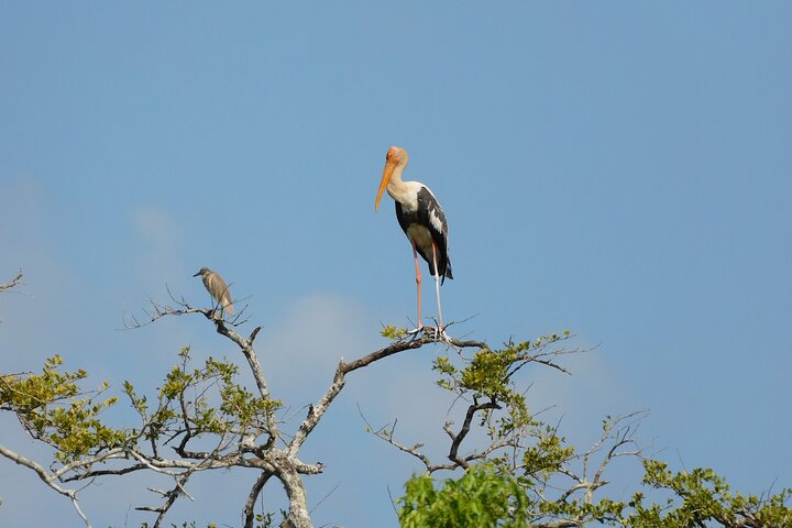 Udawalawa Safari & Olifantenweeshuis Tour vanuit de haven van Hambantota