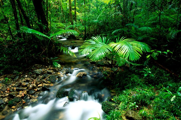 Selva tropical de Daintree, grupo pequeño de Mossman Gorge desde Port Douglas