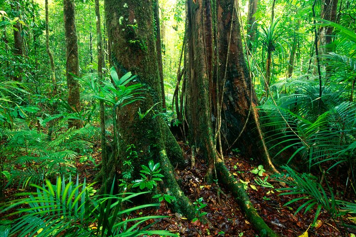 Selva tropical de Daintree, grupo pequeño de Mossman Gorge desde Port Douglas