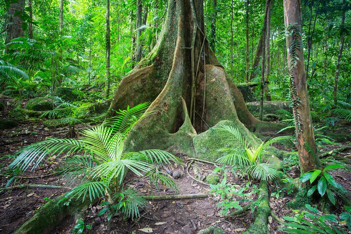 Selva tropical de Daintree, grupo pequeño de Mossman Gorge desde Port Douglas