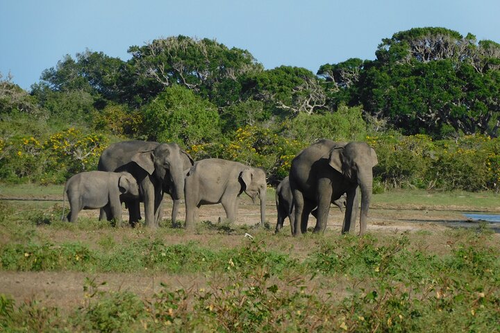 Udawalawe Safari & Olifantenweeshuis bezoek vanuit Hambantota haven