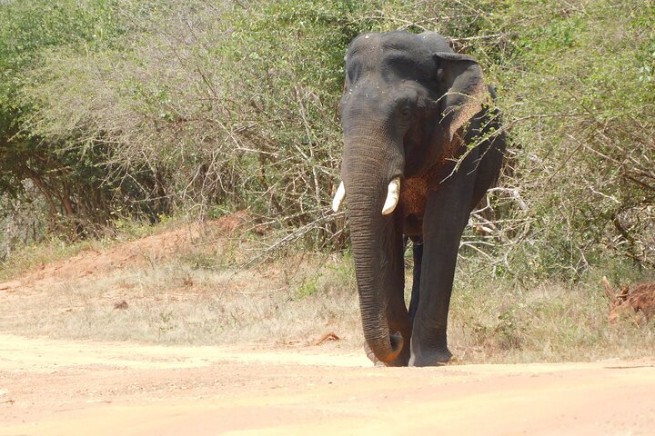 Udawalawe Safari & Olifantenweeshuis bezoek vanuit Hambantota haven