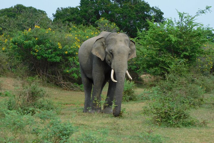 Udawalawe Safari & Olifantenweeshuis bezoek vanuit Hambantota haven