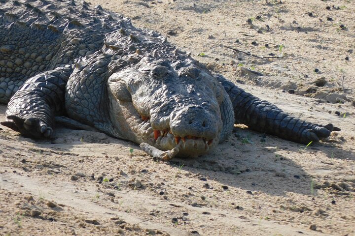Udawalawe Safari & Olifantenweeshuis bezoek vanuit Hambantota haven