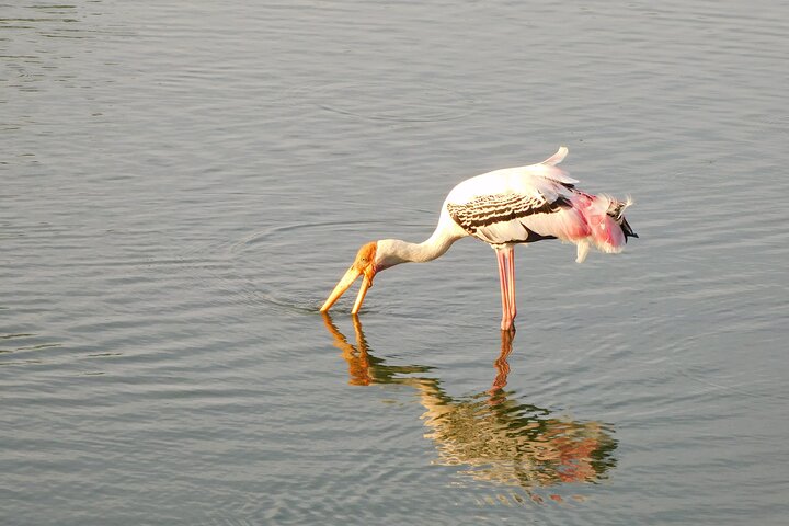 Udawalawe Safari & Olifantenweeshuis bezoek vanuit Hambantota haven
