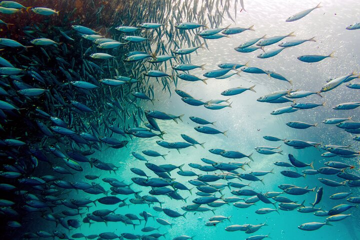 Cebu: Oslob Whale Sharks, Tumalog Falls & Moalboal Sardine Run