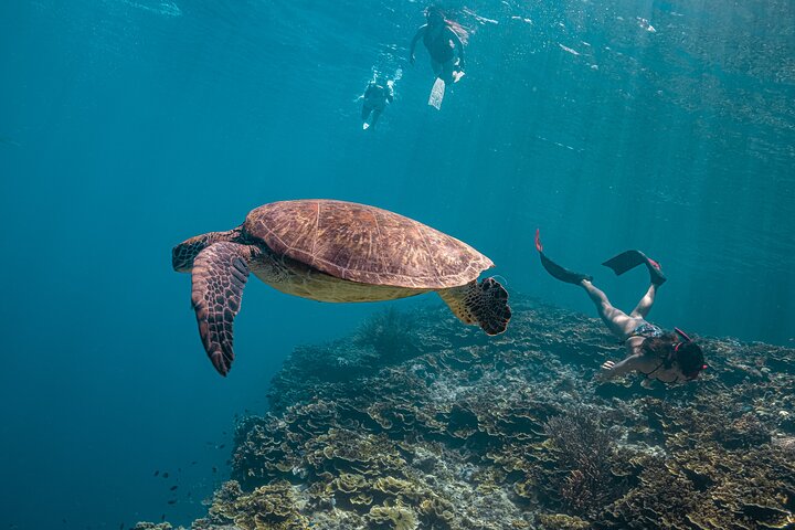Cebu: Oslob Whale Sharks, Tumalog Falls & Moalboal Sardine Run