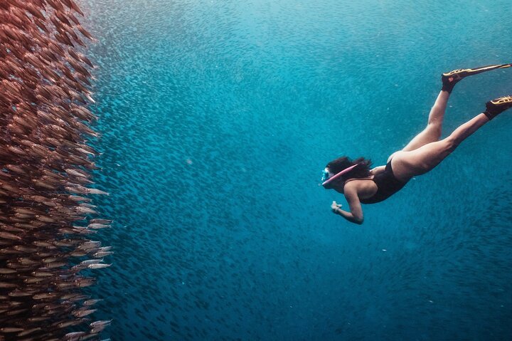 Cebu: Oslob Whale Sharks, Tumalog Falls & Moalboal Sardine Run