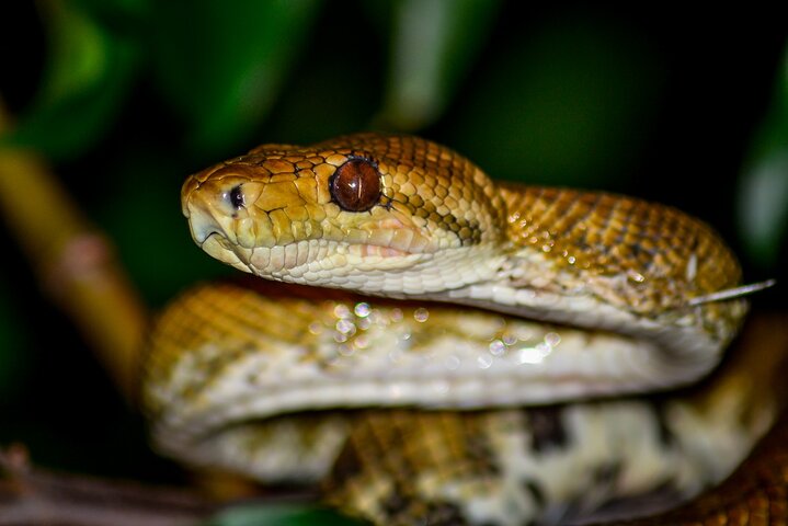 Nacht Mangrove Safari Boot Tour met Diner in Manuel Antonio