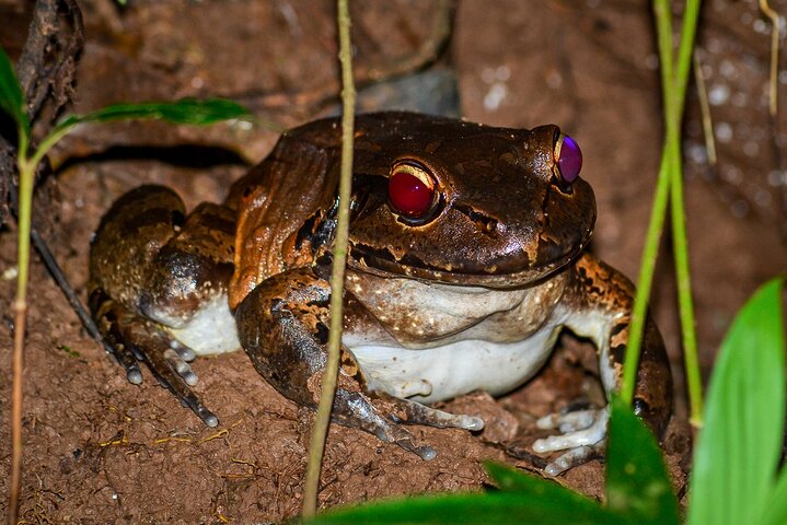Nacht Mangrove Safari Boot Tour met Diner in Manuel Antonio