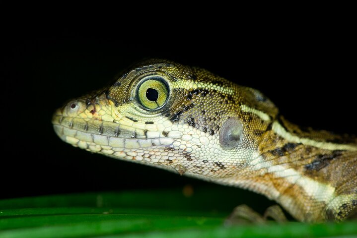 Nacht Mangrove Safari Boot Tour met Diner in Manuel Antonio
