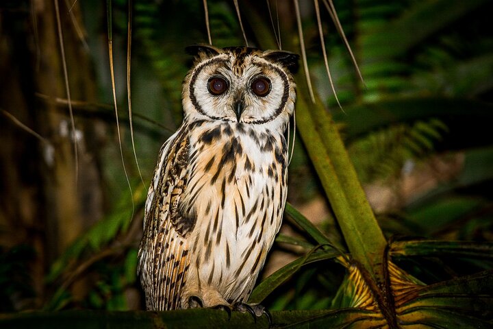 Nacht Mangrove Safari Boot Tour met Diner in Manuel Antonio