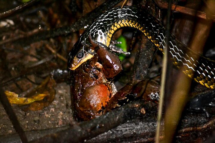 Nacht Mangrove Safari Boot Tour met Diner in Manuel Antonio