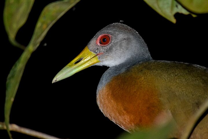 Nacht Mangrove Safari Boot Tour met Diner in Manuel Antonio