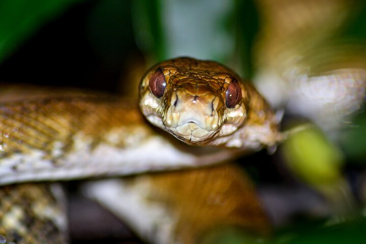 Nacht Mangrove Safari Boot Tour met Diner in Manuel Antonio