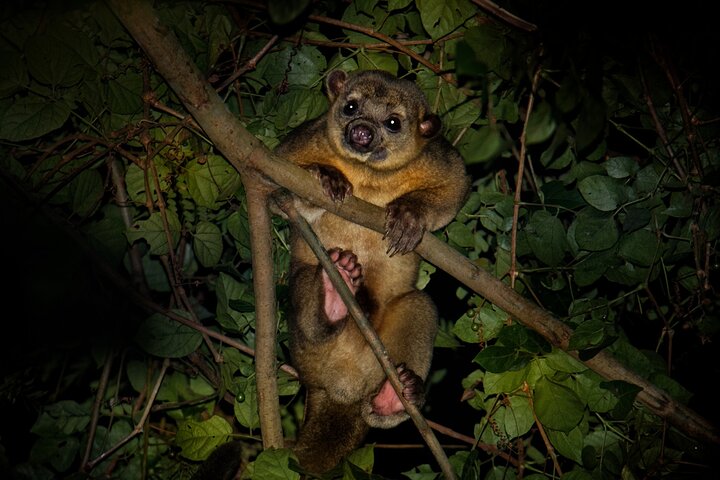Nacht Mangrove Safari Boot Tour met Diner in Manuel Antonio