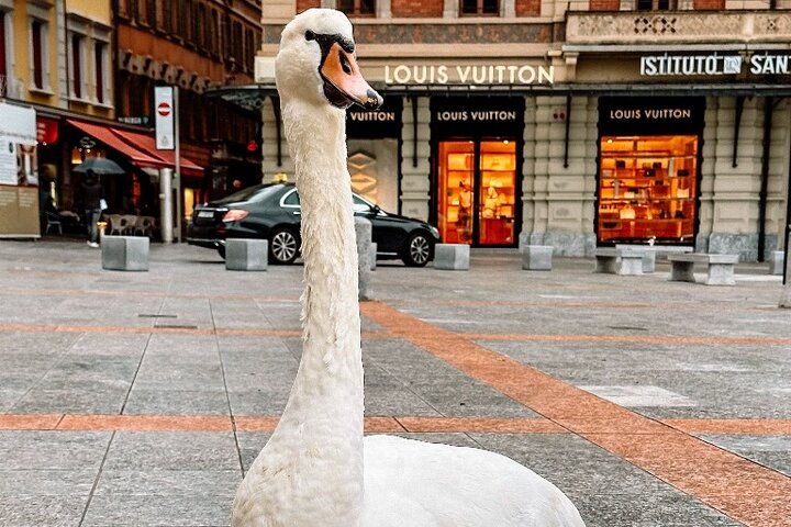 Lago Como & Lugano para grupos pequeños : 2 países en 1 día, Crucero en barco