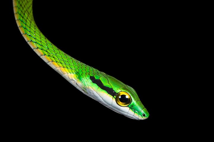 Nacht Mangrove Safari Boot Tour met Diner in Manuel Antonio