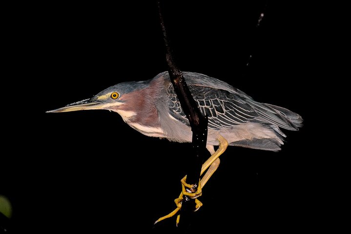 Nacht Mangrove Safari Boot Tour met Diner in Manuel Antonio