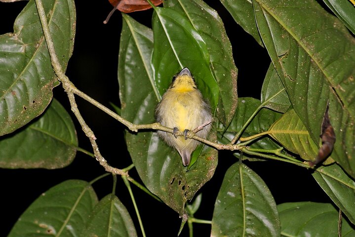 Nacht Mangrove Safari Boot Tour met Diner in Manuel Antonio